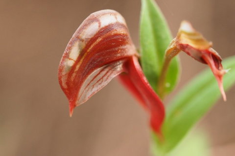 Wave Rock, Wild Flowers And Astro Photography - Hervey Bay Accommodation 2