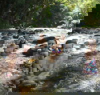 Daintree Rainforest Cape Tribulation Mossman Gorge Small-Group Day Tour - Hervey Bay Accommodation