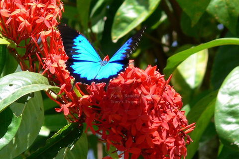 Daintree Rainforest, Cape Tribulation, Mossman Gorge Small-Group Day Tour - Hervey Bay Accommodation 2