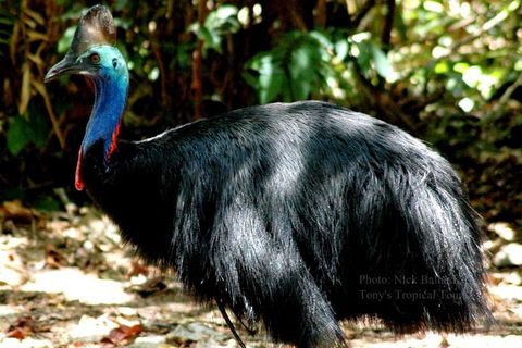 Daintree Rainforest, Cape Tribulation, Mossman Gorge Small-Group Day Tour - Hervey Bay Accommodation 3