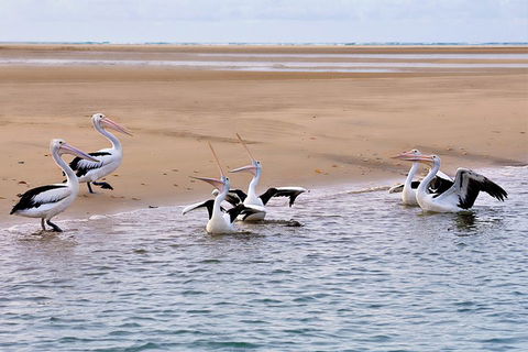 Town Of 1770 Afternoon Cruise - Tourism Hervey Bay 4