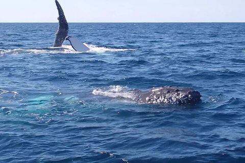 Noosa Whale Watching - Hervey Bay Accommodation 0