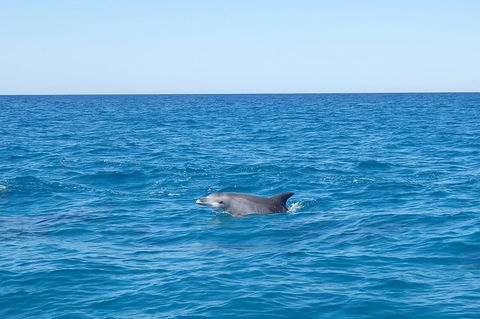 Noosa Wild Dolphin Safari - Hervey Bay Accommodation 1