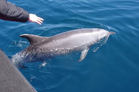 Noosa Wild Dolphin Safari - Hervey Bay Accommodation 2