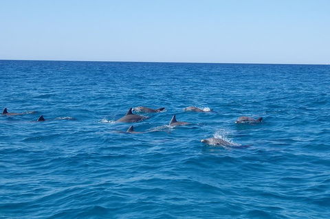 Noosa Wild Dolphin Safari - Hervey Bay Accommodation 3