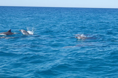 Noosa Wild Dolphin Safari - Hervey Bay Accommodation 4