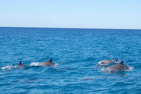 Noosa Wild Dolphin Safari - Hervey Bay Accommodation 5
