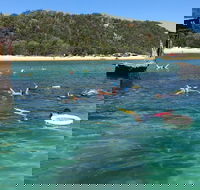 All Inclusive Dolphin and Tangalooma Wrecks Cruise - Tourism Hervey Bay