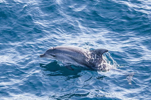 All Inclusive Dolphin And Tangalooma Wrecks Cruise - Tourism Hervey Bay 1