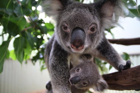 Kuranda Day Tour, TKS-RFS GRAND GOLD PLUS 0930 - Hervey Bay Accommodation 1