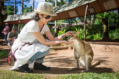 Kuranda Day Tour, TKS-RFS GRAND GOLD PLUS 0930 - Hervey Bay Accommodation 3