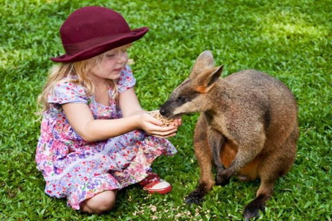 Kuranda Day Tour + HotAir Balloon Combo - Hervey Bay Accommodation 0