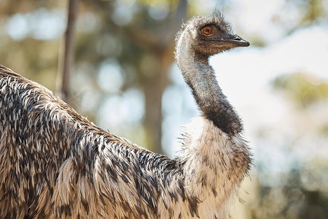 Sydney Taronga Zoo General Entry Ticket - Hervey Bay Accommodation 4