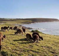Kangaroo Island Personal Group Tours - Hervey Bay Accommodation