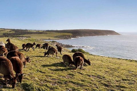 Kangaroo Island Personal Group Tours - Hervey Bay Accommodation 0