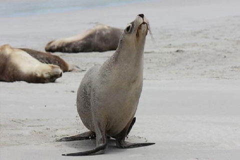 Kangaroo Island Personal Group Tours - Hervey Bay Accommodation 4