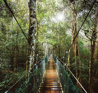 O'Reilly's  Lamington National Park from Gold Coast - Hervey Bay Accommodation
