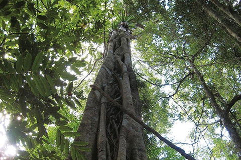 Natural Bridge Glow Worm Night Tour From Gold Coast - Hervey Bay Accommodation 1