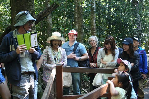 Natural Bridge Glow Worm Night Tour From Gold Coast - Hervey Bay Accommodation 4