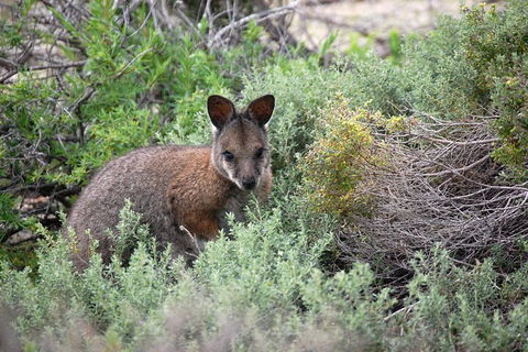 Pink Lake + Abrolhos Islands Nature Tour - Tourism Hervey Bay 1