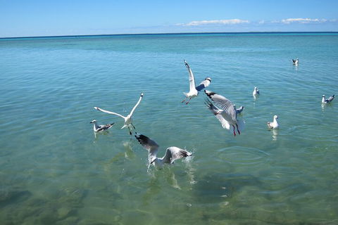 Pink Lake + Abrolhos Islands Nature Tour - Tourism Hervey Bay 5
