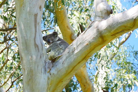 Best Of Moreton Bay Cruise - Hervey Bay Accommodation 2
