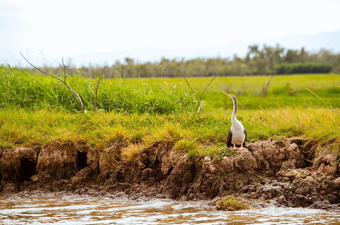 Darwin City Sights And Jumping Crocodile Cruise - Hervey Bay Accommodation 2