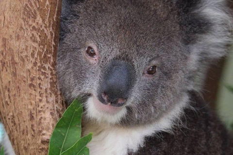 All Inclusive Blue Mountains Small-Group Day Trip From Sydney - Tourism Hervey Bay 1