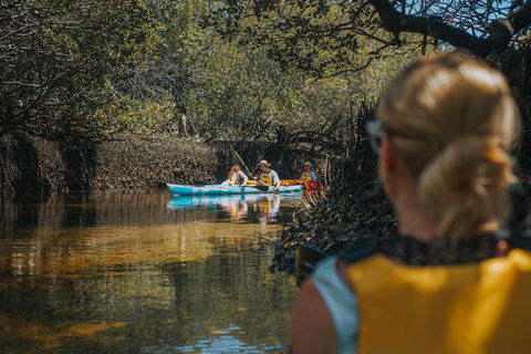 Kayak Tour In Adelaide Dolphin Sanctuary - Hervey Bay Accommodation 0