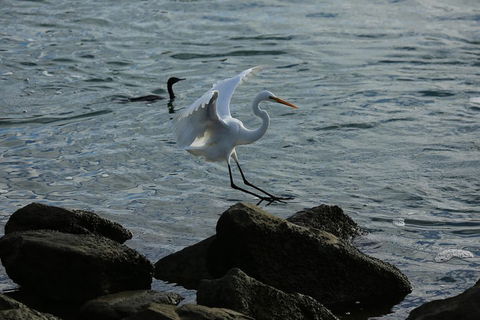 Kayak Tour In Adelaide Dolphin Sanctuary - Hervey Bay Accommodation 1