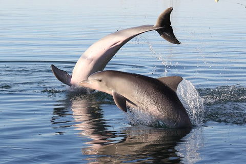 Kayak Tour In Adelaide Dolphin Sanctuary - Hervey Bay Accommodation 5