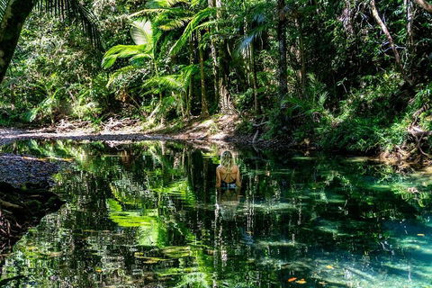 Daintree And Cape Tribulation Full Day Guided Tour - Hervey Bay Accommodation 1