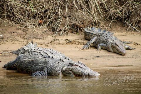 Daintree And Cape Tribulation Full Day Guided Tour - Hervey Bay Accommodation 3