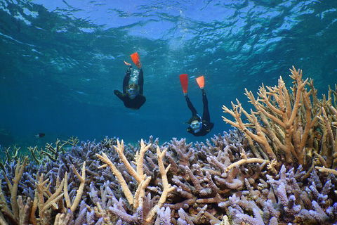 Silversonic Outer Great Barrier Reef Dive And Snorkel Cruise From Port Douglas - Tourism Hervey Bay 4