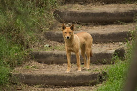 Blue Mountains Small-Group Insider Tour From Sydney - Tourism Hervey Bay 3
