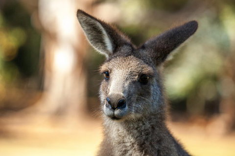 Port Arthur And Tassie Devils Active Day Tour From Hobart - Hervey Bay Accommodation 2