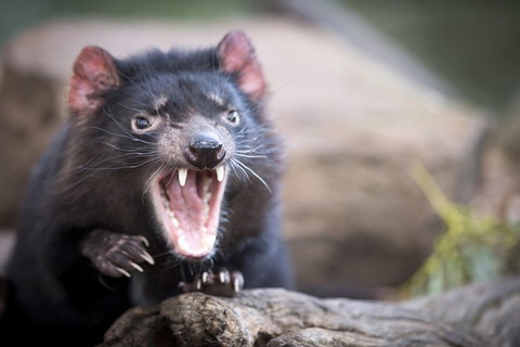 Port Arthur And Tassie Devils Active Day Tour From Hobart - Hervey Bay Accommodation 3