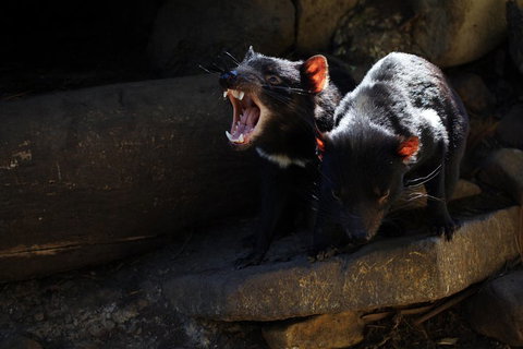 Port Arthur And Tassie Devils Active Day Tour From Hobart - Hervey Bay Accommodation 4