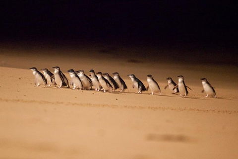 The Ultimate Melbourne Attractions Pass - Tourism Hervey Bay 5
