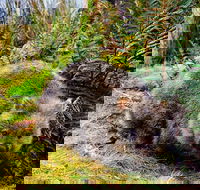 Cradle Mountain National Park Day Tour from Launceston - Tourism Hervey Bay