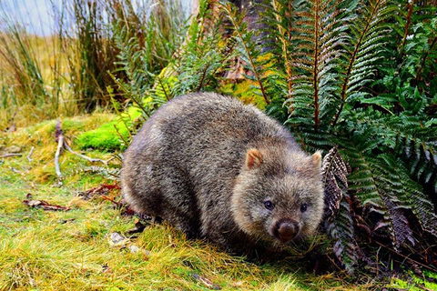 Cradle Mountain National Park Day Tour From Launceston - Hervey Bay Accommodation 0