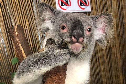 Kuranda Tour Deluxe Course With Kuranda 3 Zoos Or Free Course - Hervey Bay Accommodation 0