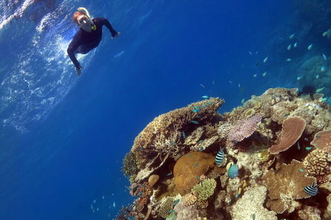 Silverswift Outer Great Barrier Reef Dive And Snorkel Cruise From Cairns - Tourism Hervey Bay 3