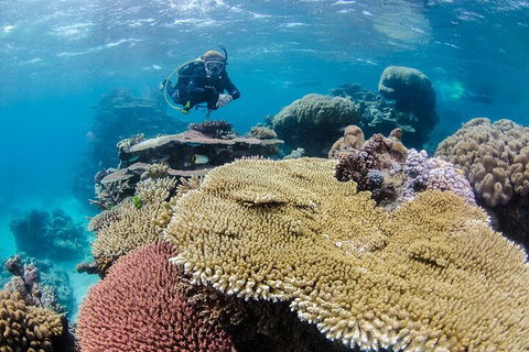 Silverswift Outer Great Barrier Reef Dive And Snorkel Cruise From Cairns - Tourism Hervey Bay 5