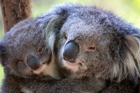 Half-Day Or Full-Day Tour With Private Guide From Melbourne - Hervey Bay Accommodation 1