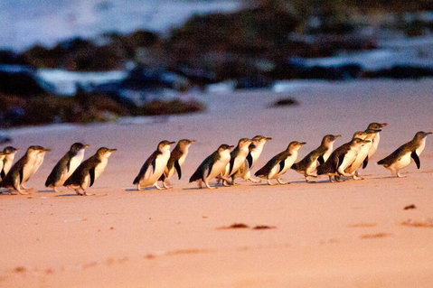 Half-Day Or Full-Day Tour With Private Guide From Melbourne - Hervey Bay Accommodation 5
