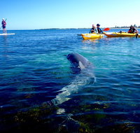 Penguin and Seal Islands Sea Kayaking Experience - Hervey Bay Accommodation