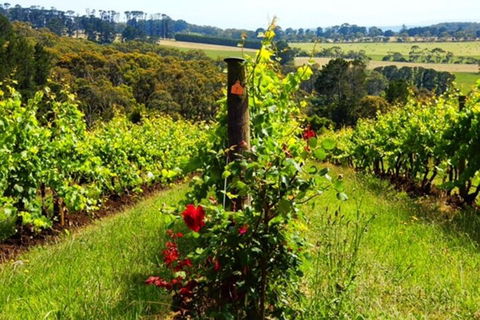 Mornington Peninsula Sightseeing Tour For 2-6 Guests. - Tourism Hervey Bay 3