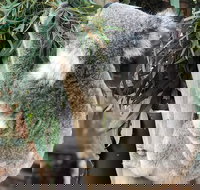 Private Blue Mountains and Wildlife Park Tour from Sydney with Barbecue Lunch - Hervey Bay Accommodation