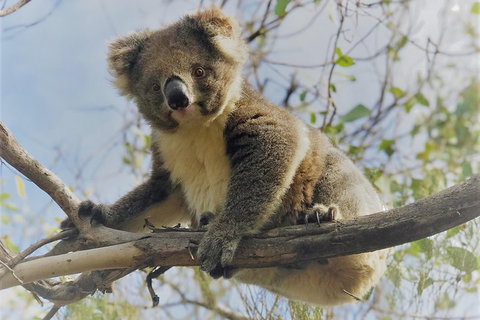 Kangaroo Island Scenic Trail Tour - Hervey Bay Accommodation 2